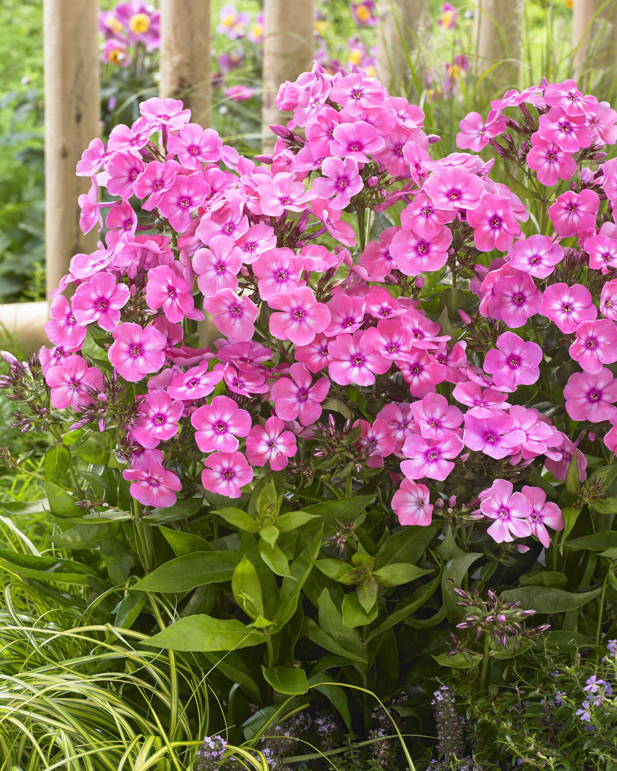 Höstflockel ‘Sweet Summer Candy’